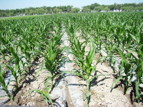如何实现玉米的节水灌溉？